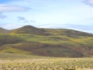 PICTURES/Death Valley - Wildflowers/t_Death Valley - Fields of Flowers5.JPG